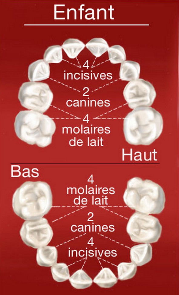 Dentition Enfant