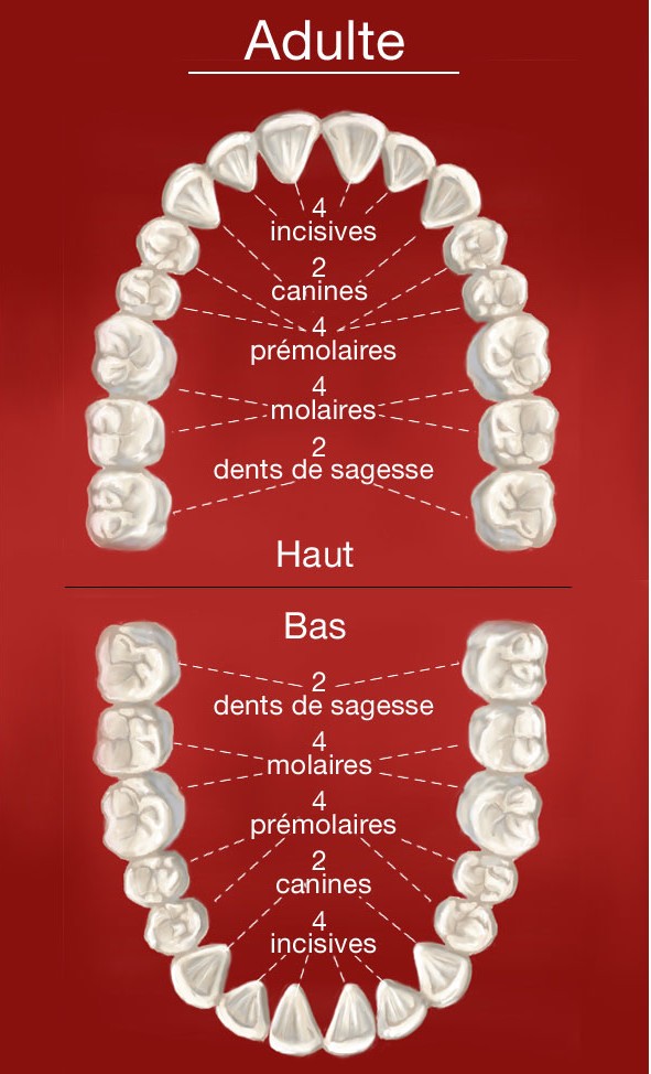 Dentition Adulte